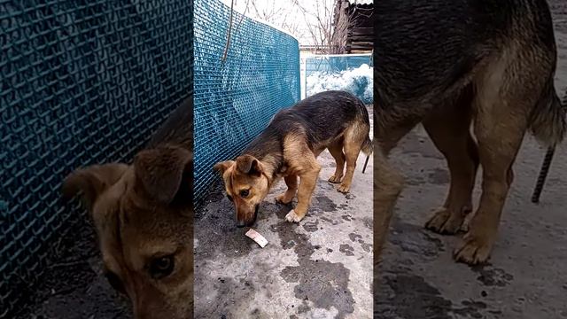 отдам годовалую собаку девочка смотреть онлайн