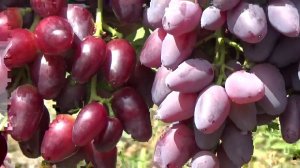 РУБИН ЛУГАНСКИЙ - НОВЕЙШАЯ Г. Ф. ВИНОГРАДА