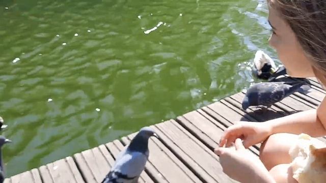 кормление уток ,голубей смотреть онлайн