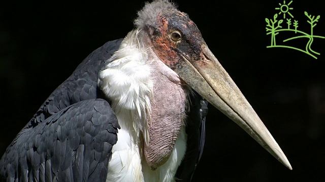 Голоса птиц Как поёт аист Марабу (Leptoptilos crumeniferus).mp4 смотреть онлайн