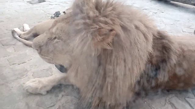 ЛЕВ ВИТЯ ОХРАНЯЕТ И ЗАЩИЩАЕТ СВОЮ КРАСАВИЦУ ДИНУ смотреть онлайн