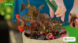 Как подготовить бегонию к зимовке и сохранить до весны //вечноцветущая, клубневая и гибридная