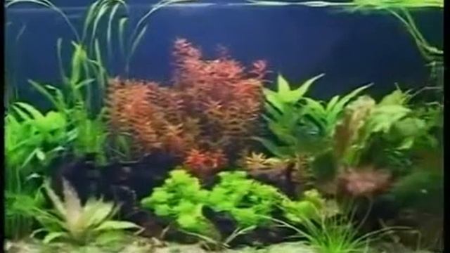 AquaGarant.ru запуск и дизайн аквариума