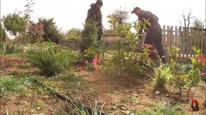 Как мы ЕЛЬ Мисти Блю сажали