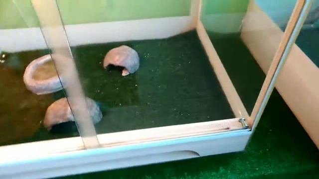 Контактный зоопарк Простоквашино смотреть онлайн