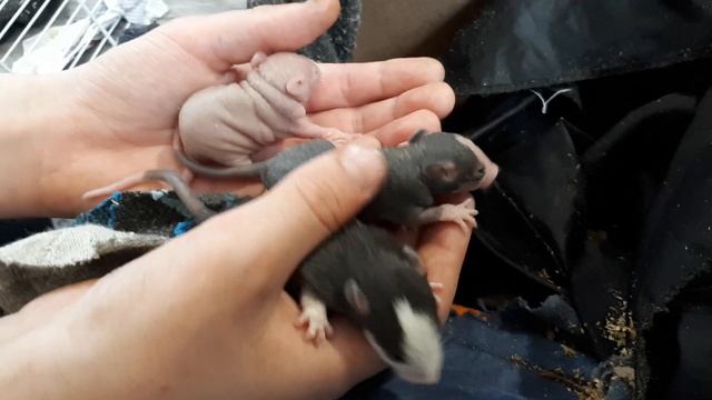 Показываем наших новорождённых крысят малышей смотреть онлайн