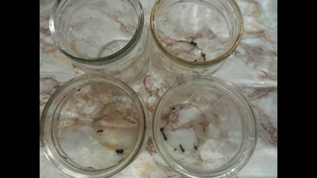 Маринованные кабачки. Заготовка кабачков на зиму рецепт приготовления. Как заготовить кабачки смотреть онлайн