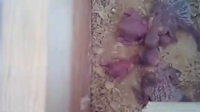 Разведение (размножение) волнистых попугаев ч.4. Птенцы волнистых попугаев.