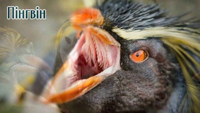 Тварини, яким природа подарувала 