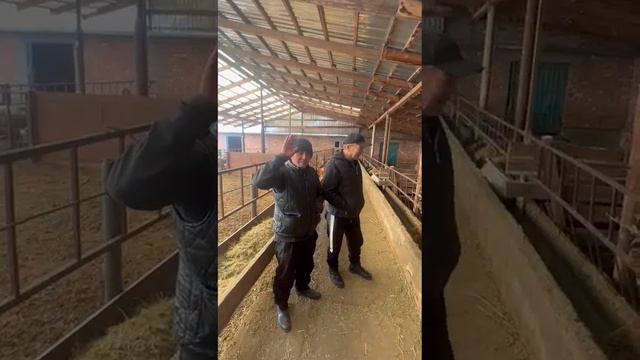 На оценку Сын Шарпейя по кличке Шумкар смотреть онлайн