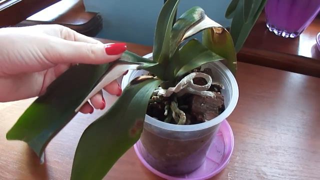 Листик растёт и растёт )) смотреть онлайн
