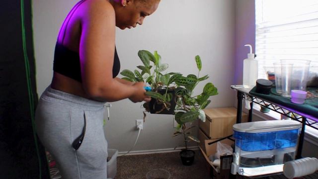 ✨Realistic✨ Day In My Life Doing Plant Chores смотреть онлайн