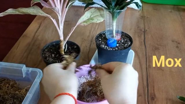 Драцена Укоренение воздушными отводками