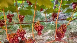 Созревание ягод винограда на 18 августа. Депр сувенир , Конфетка...