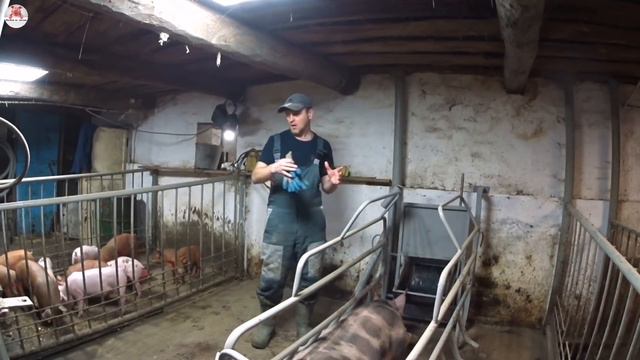 Хряк пьетрен Голдик утонул ‼️🤪. Поросячье пати🐽🐷🐖🥳 смотреть онлайн