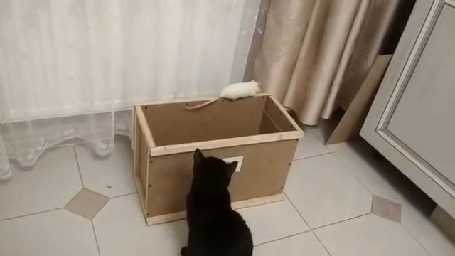 Кошки - мышки начало дружбы 2 смотреть онлайн