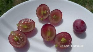 Виноград Альянс. 31 июля 2024 год, Новороссийск.