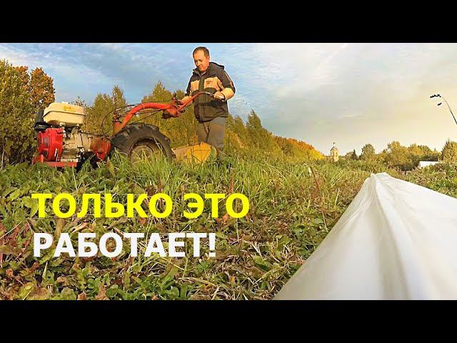 Непобедимый СОРНЯК будет ПОВЕРЖЕН! Только ЭТОТ СПОСОБ работает на глине. смотреть онлайн