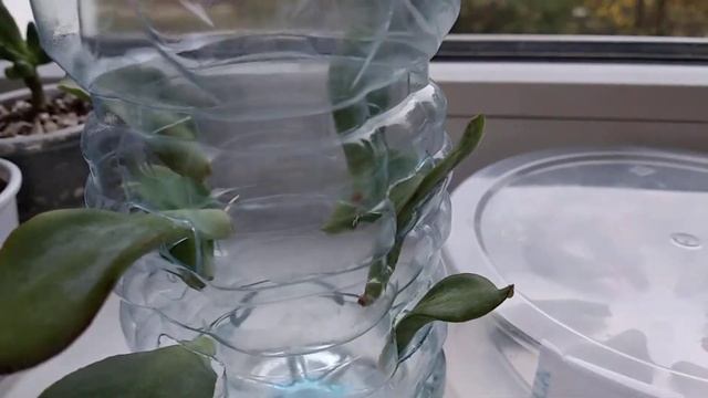 24.09.2019. Денежное дерево. Итог эксперимента. Лучший из трех способ укоренения. смотреть онлайн