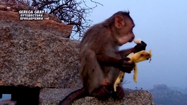 Бананы любят обезьяны. Смотри куда она его пихает. Serega Gray смотреть онлайн