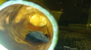 Анциструсы Разведение анциструсов Анциструсы размножение Икра анциструсов