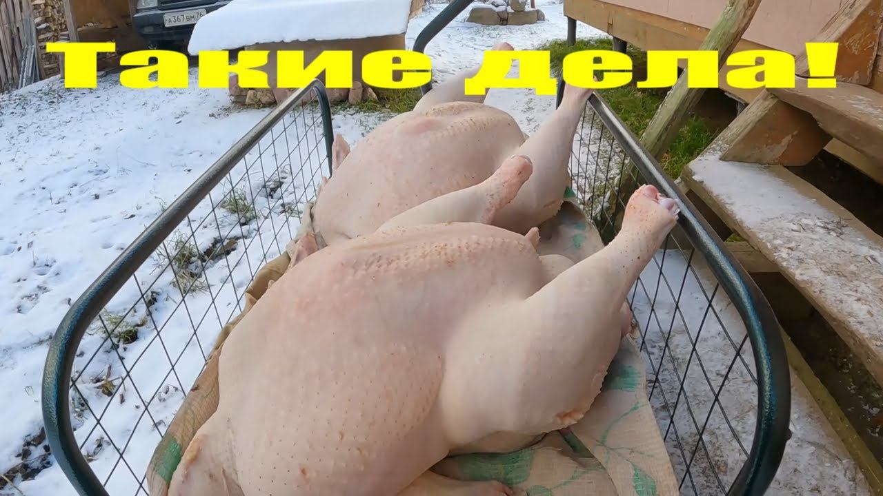 Рекордный последний индюк, корова "Пестрянка", сено и наступление зимы! смотреть онлайн