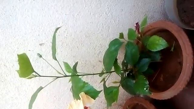 Flower of HIBISCUS смотреть онлайн