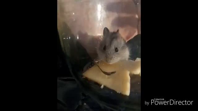 VLOG/МОЙ ДЕНЬ РОЖДЕНИЕ/ЮЛЯ ЛИФ/🎈🎉🎈🌇✌ смотреть онлайн