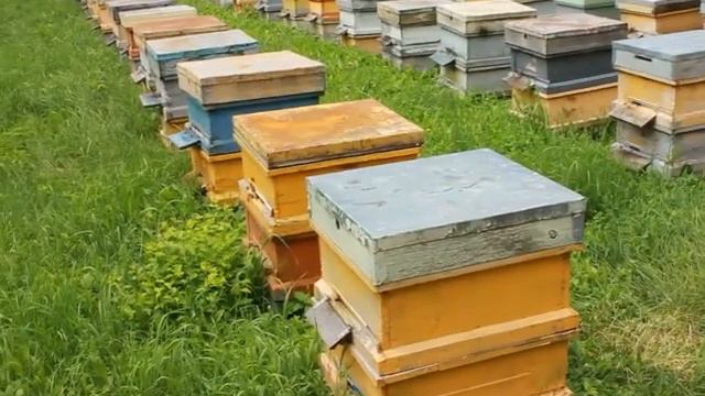 Признаки чистопородности карпатской пчелы. смотреть онлайн