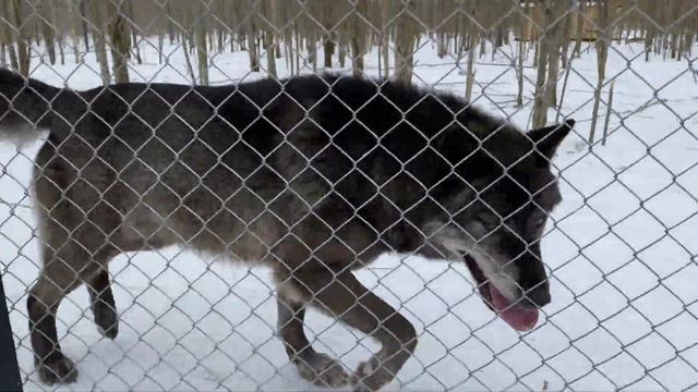 Волк Братиш ловит Леру лапкой а Акела охотится на ее дядю! Парк северных Волков в СПБ! смотреть онлайн