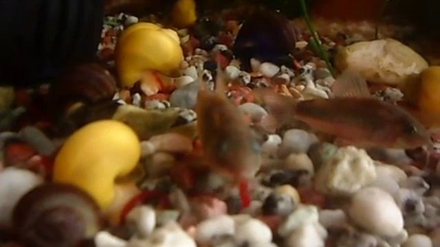 в аквариуме ампулярии и сомики едят мотыля смотреть онлайн