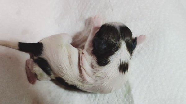 Рождение щенков ши-тцу. #купитьщенка #shihtzuwelpen #chiotsshihtzu #ukraine