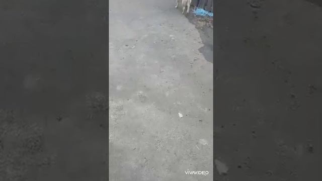 взяли молоду собачку #собака #пес #друг #хаски #шарпей смотреть онлайн