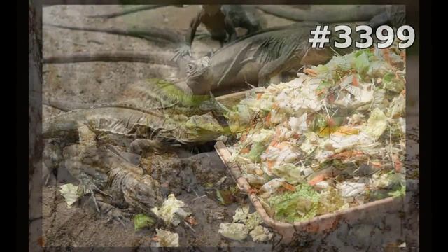 #3399. Ящерицы, игуаны и вараны (В мире животных) смотреть онлайн