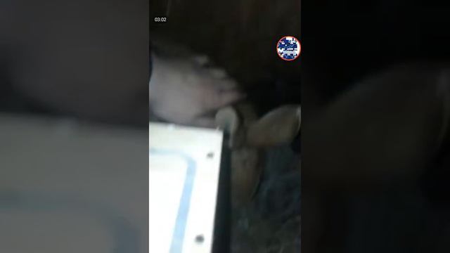 мы купили кроликов