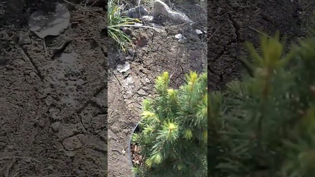 Моя новинка- ель канадская Дейзи Вайт #shorts смотреть онлайн