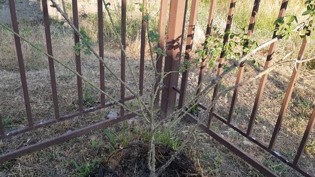 Посоветуйте, пожл, Чем помочь Взрослой пересаженной осень розе Часть 2 смотреть онлайн