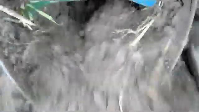 Сажаем картофель 18 04 2015 смотреть онлайн