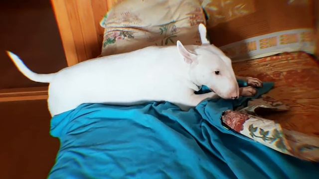 На манеже всё те же🤣 смотреть онлайн