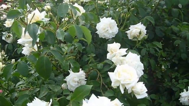 Что такое Rosa Kordesii. Гибриды розы Кордеса в моем саду. смотреть онлайн