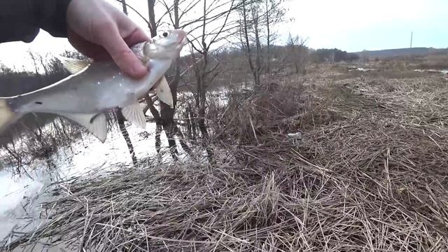 ПЕРВАЯ Рыбалка Весной. Открытие сезона на фидер смотреть онлайн