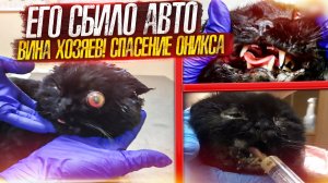 Кота СБИЛА машина, один погиб, второго отправили ко мне в Ставрополь, боремся за жизнь Оникса.