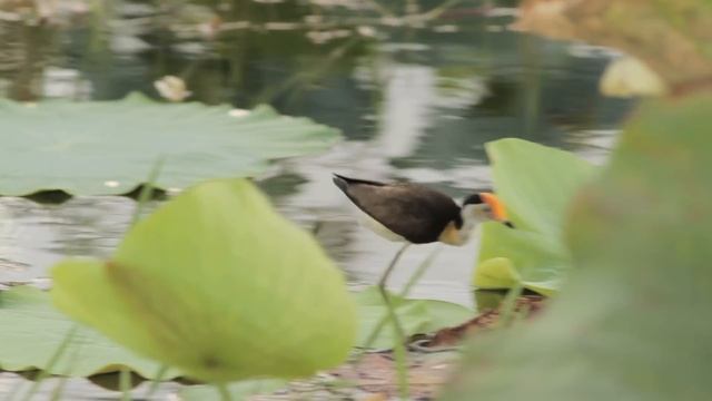 Comb Crested Jacana with newly hatched chicks. смотреть онлайн