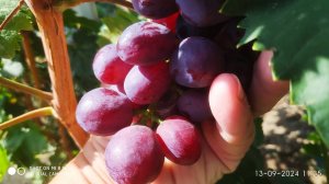 Где купить саженцы и черенки винограда, когда можно обрезать виноград