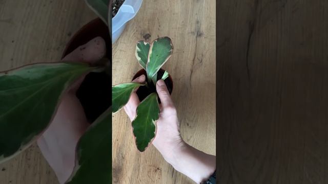 Пеперомия клузиелистная, востанавливаю черенок с уценки. #Shorts смотреть онлайн