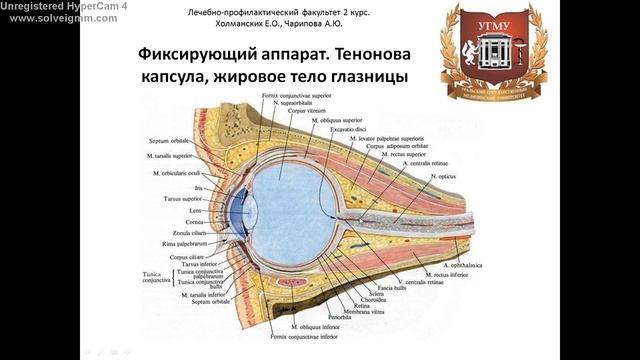 Орган зрения смотреть онлайн