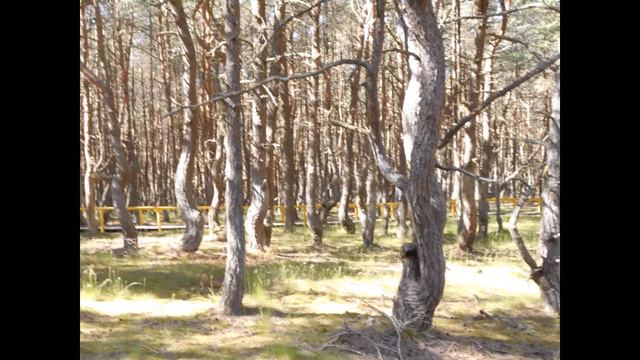 Танцующий лес