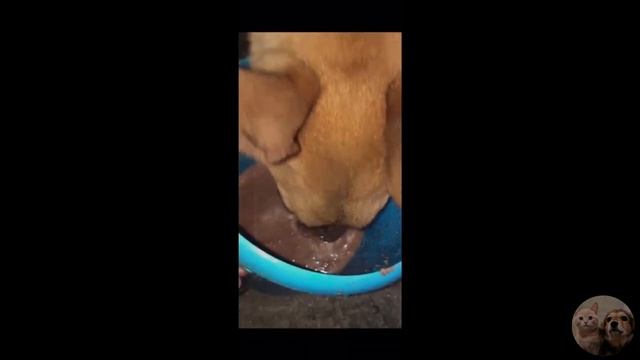 Лаки и его История| Приют Дружок Липецк| Lucky and his Story| Druzhok Shelter Lipetsk смотреть онлайн