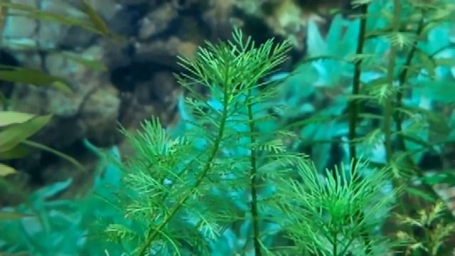 Меристемные аквариумные растения. Акт 2 смотреть онлайн