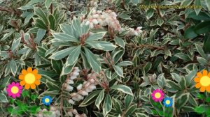 Пиерис японский Литл Хеф Грин. Краткий обзор, описание pieris japonica Little Heath Green